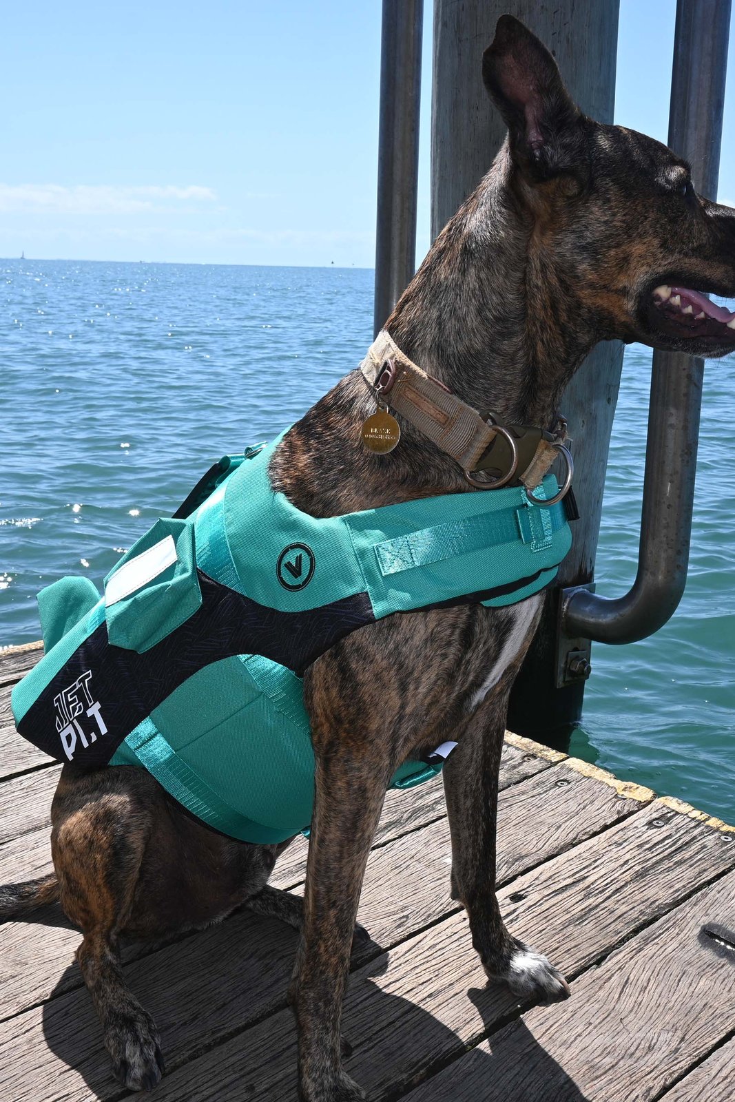 Venture Dog PFD Teal - Image 4