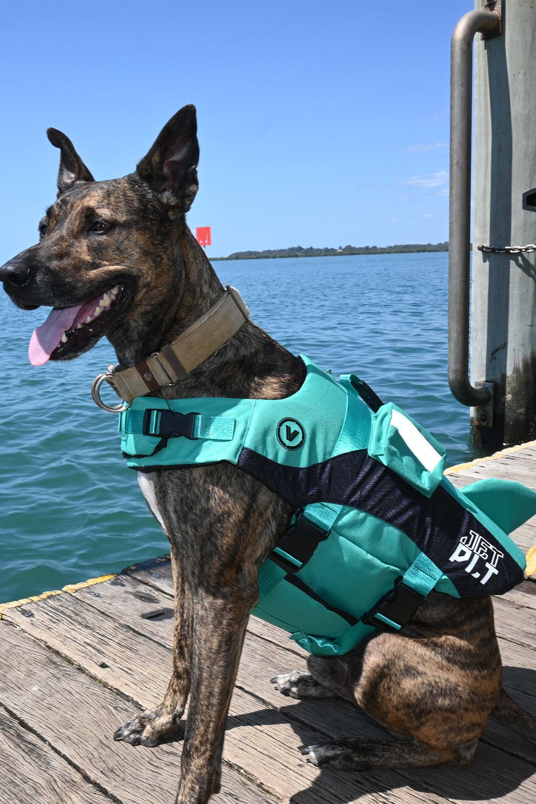 Venture Dog PFD Teal - Image 1