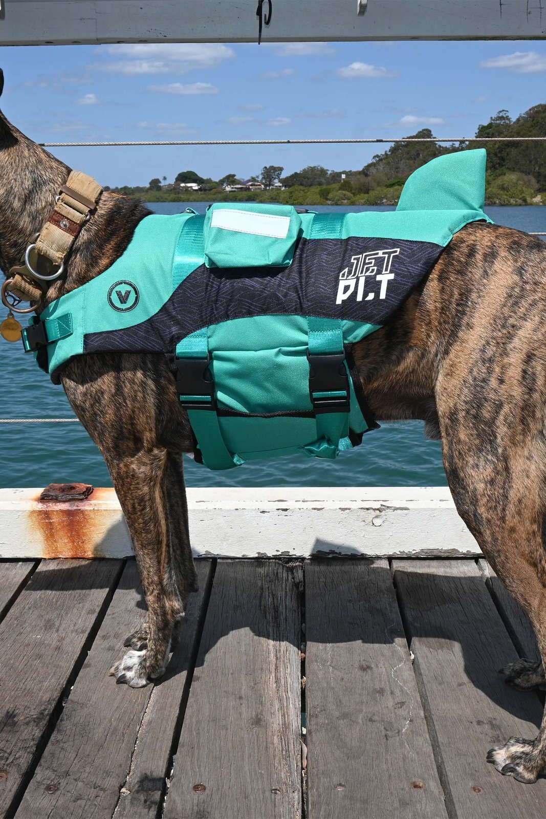 Venture Dog PFD Teal - Image 3