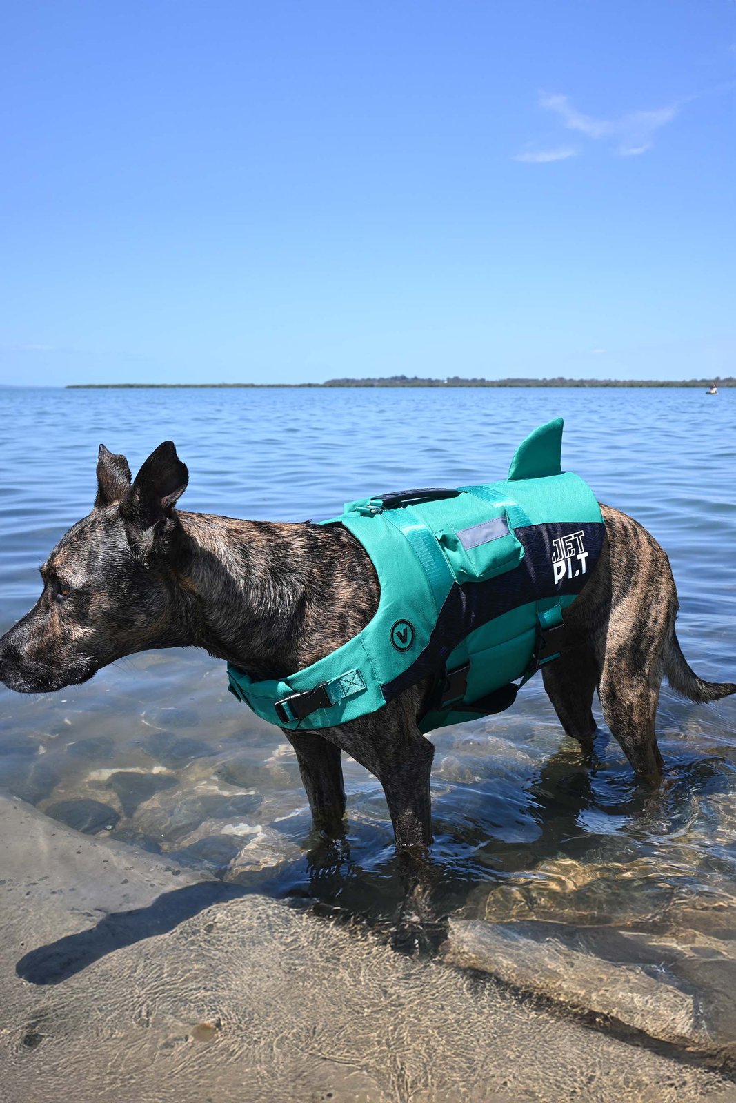 Venture Dog PFD Teal - Image 5
